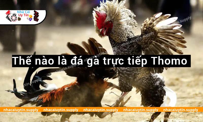 Đá gà trực tiếp Thomo là như thế nào
