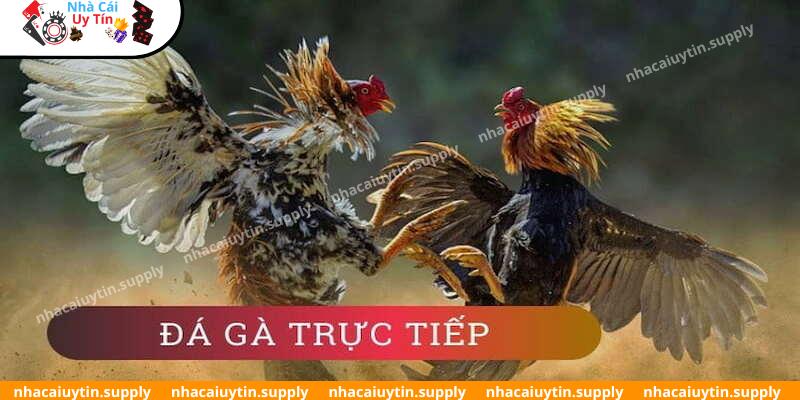 Đá gà là phương thức giải trí hàng đầu tại EE88